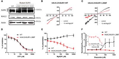 Genotype-phenotype correlation in Taiwanese children with diazoxide-unresponsive congenital hyperinsulinism